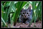 In the Jungle
