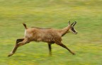 camoscio in corsa camoscio in corsa