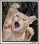 Cat Attack