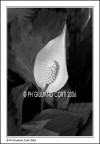 Fiore di Calla
