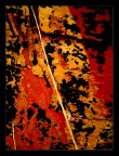 Salamandra