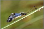 Libelloides coccaius