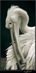 http://www.thiefofeternity.com/

http://www.thiefofeternity.com/photo_330874.html