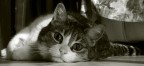Il Mio Gatto