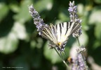 Farfalla