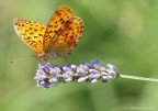 Farfallina