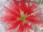che fiore ?