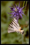 Iphiclides podalirius a colazione!