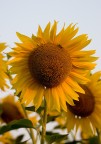 Girasole