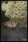 Iphiclides podalirius 2