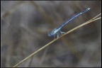 Libellula