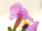 Fiore da bulbo