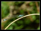 Signorina