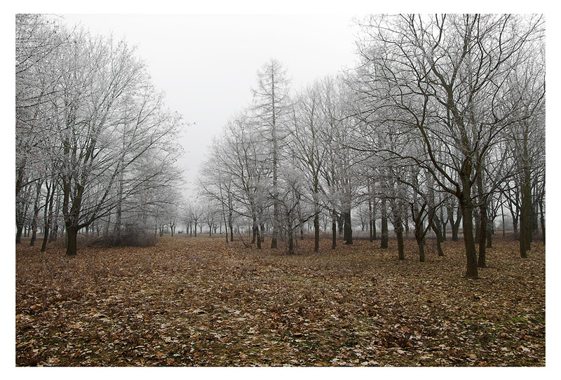 -Alberi-.jpg