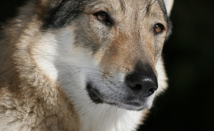 0002-Guyante.jpg