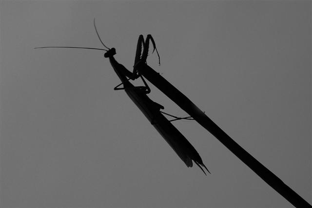 000 253 (Small).jpg