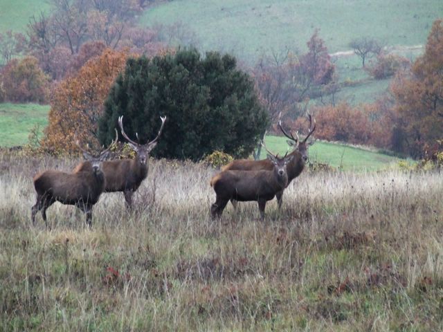 002 [640x480].JPG