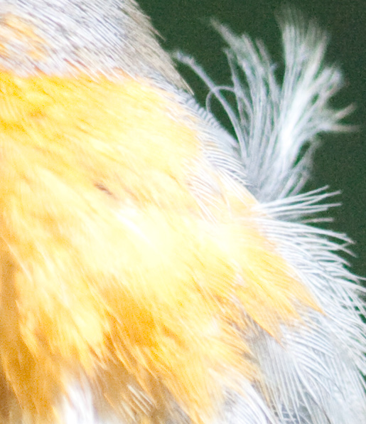 01_crop.jpg