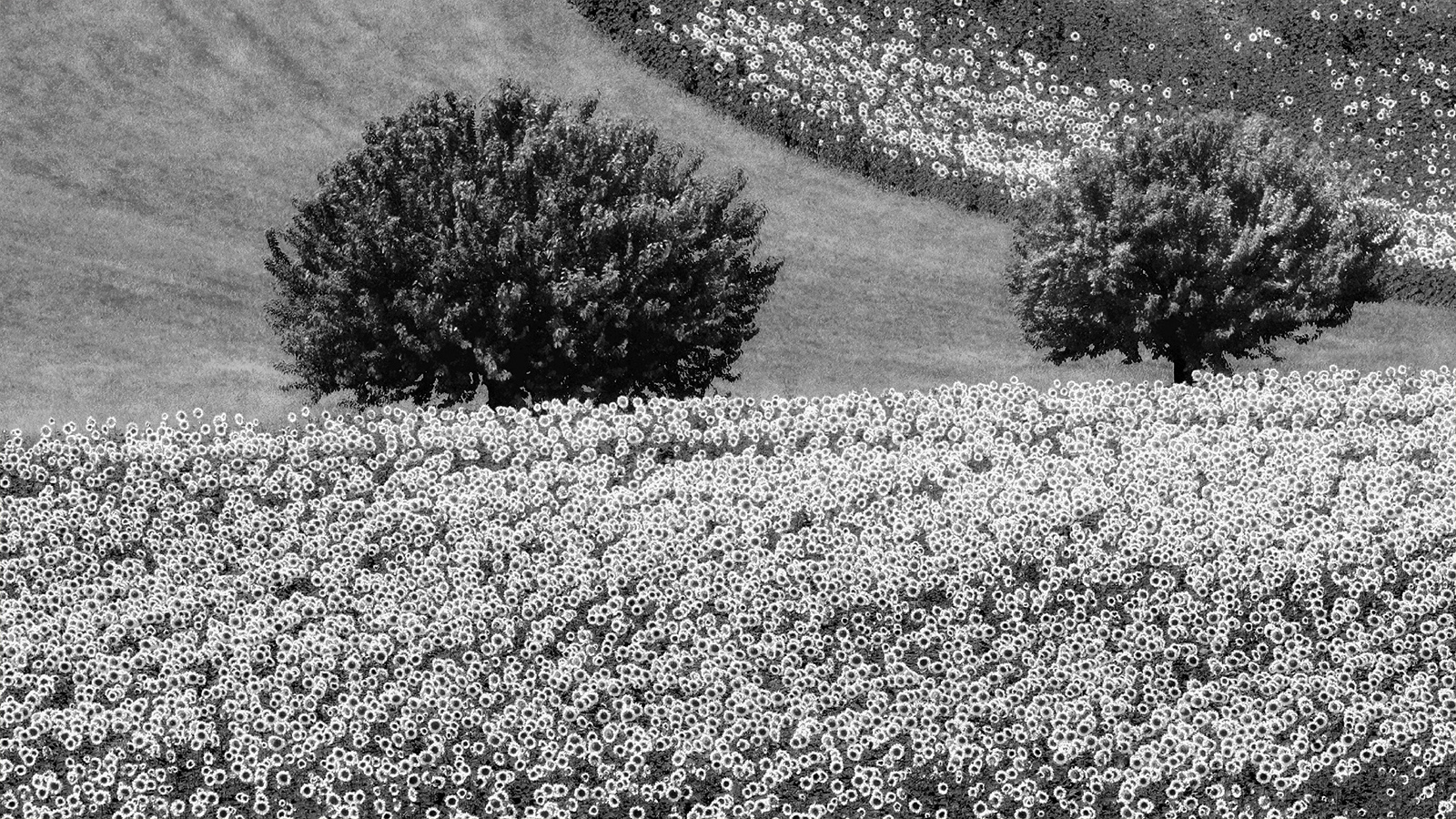 024-1 bw.jpg