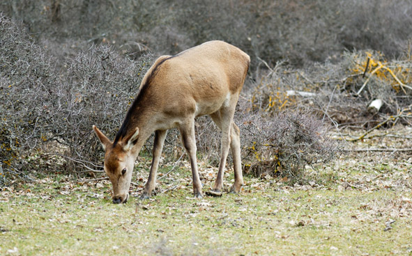 03-09_Camosciara_01.jpg