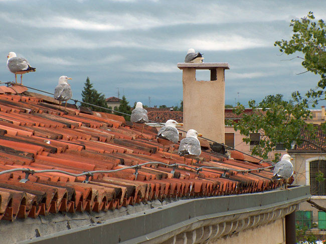 04N-gabbiani02.jpg