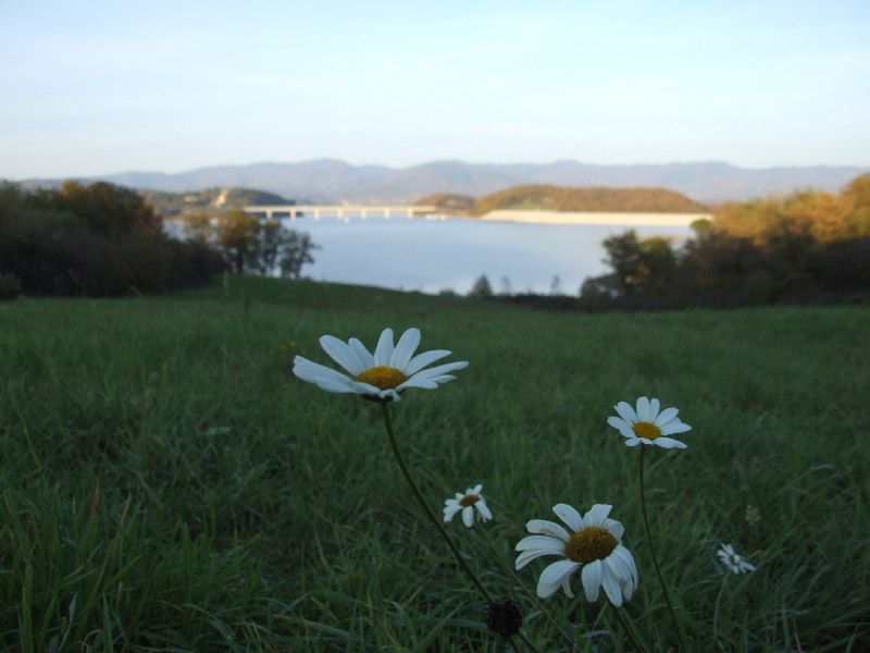 0511200053-Margherita.jpg