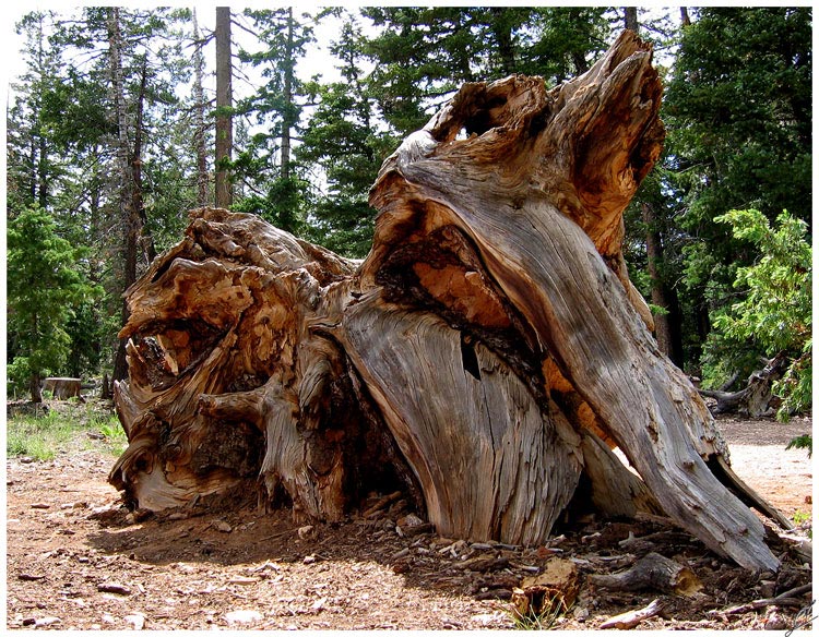 06---Bryce-Canyon-1.jpg