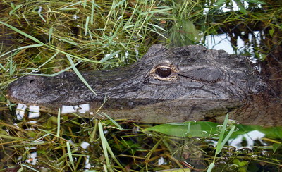 067Everglades - alligatore5.jpg