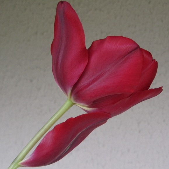 081-1.JPG