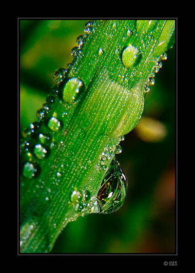081221_Macro_018_low.jpg