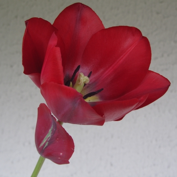 082-1.JPG