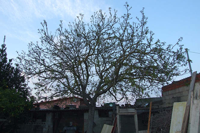 094627_noce2-2.jpg
