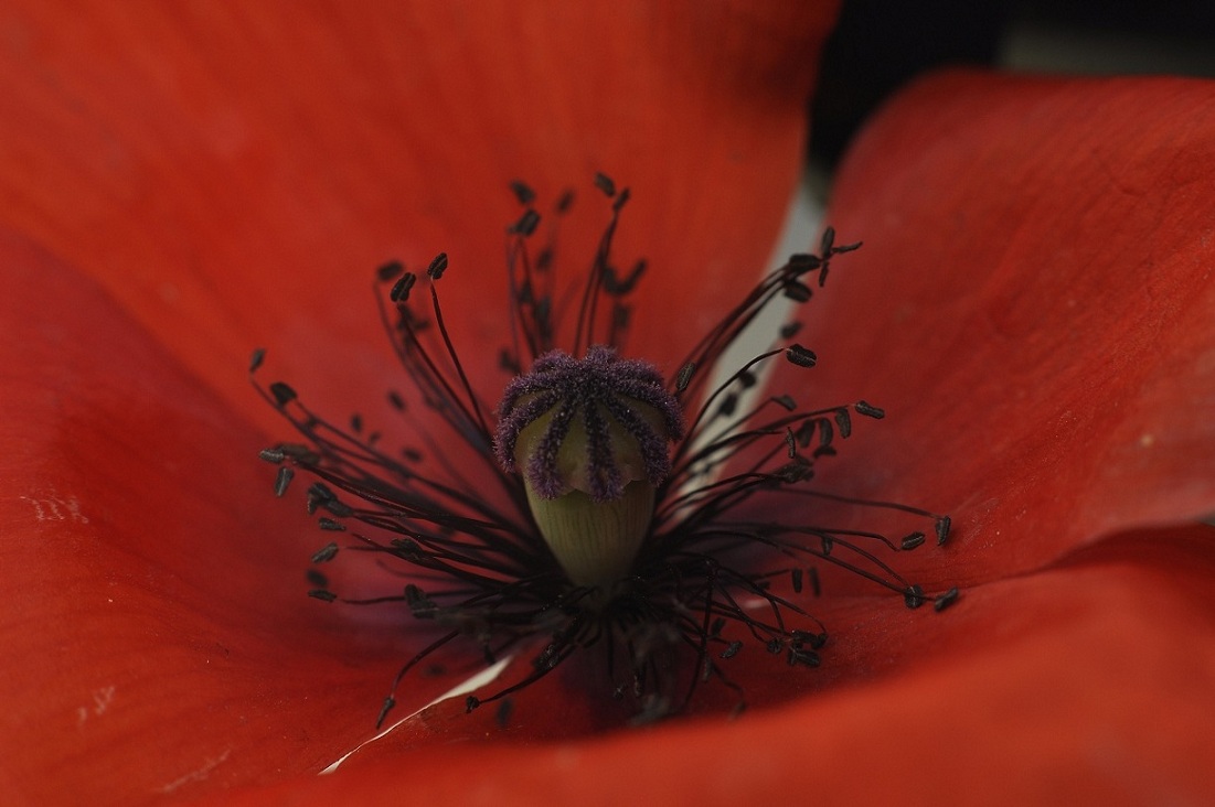 1-15 f8 iso 100.JPG