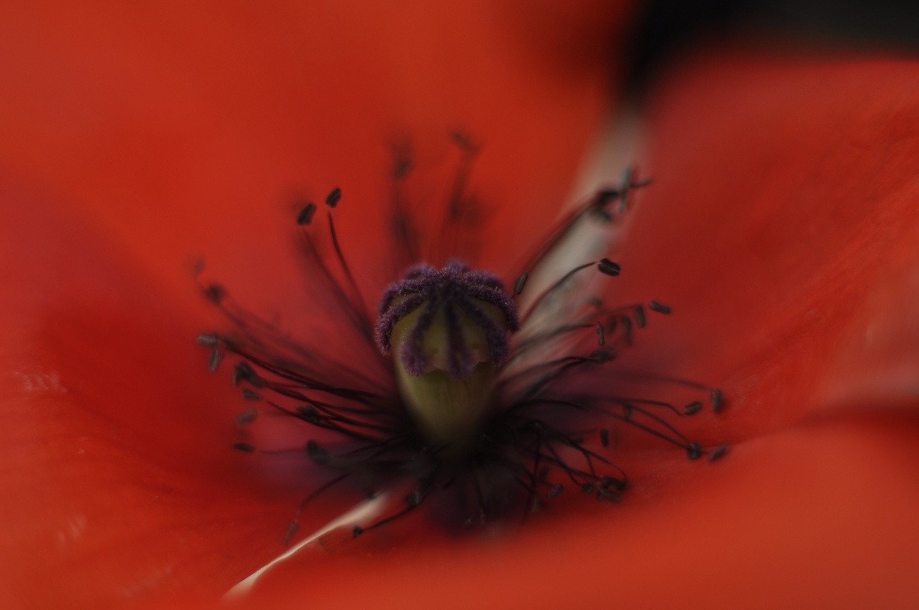 1-200 f1.4 iso 100.JPG