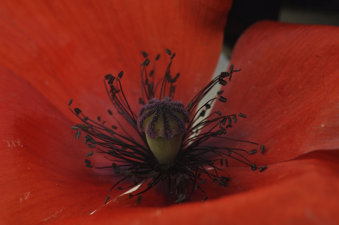 1-8 f11 iso 100.JPG