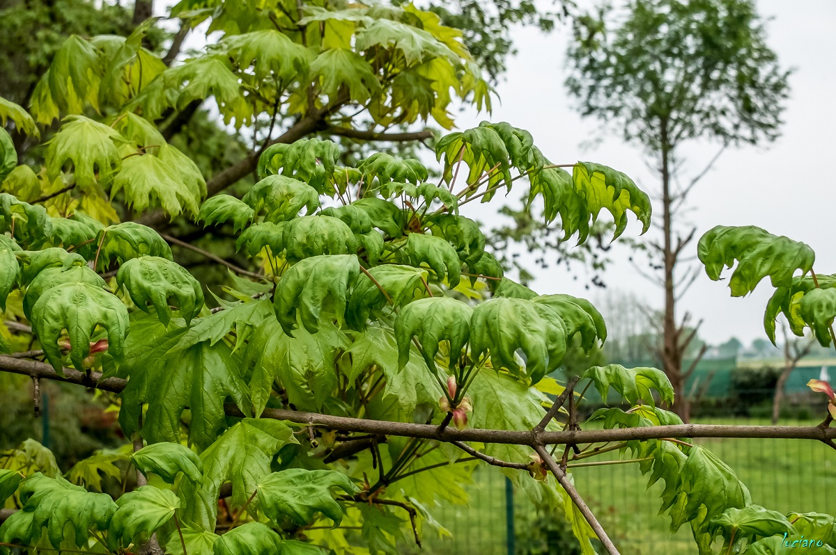 1-pomeriggio 18-4-15- LR 5-2.jpg