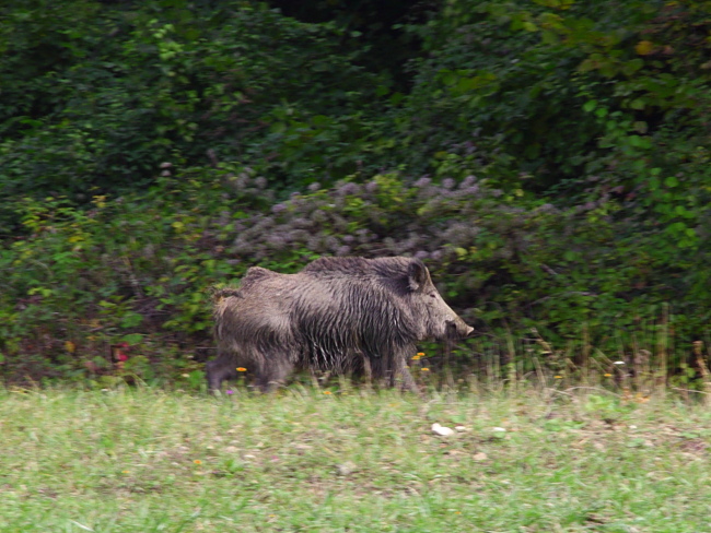 100dpi650 488.JPG