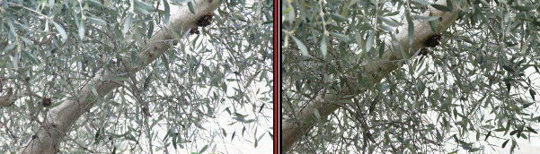 100iso300mmClipintera.jpg