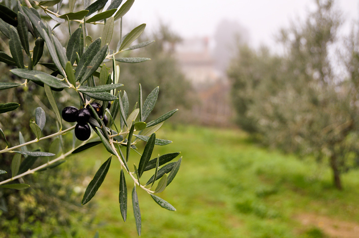 101106_ciocca_olive.jpg