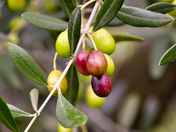 101106_olive_dettaglio.jpg