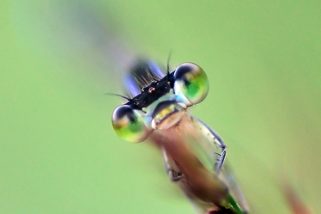 111596_0007_Ischnura_Elegans.jpg
