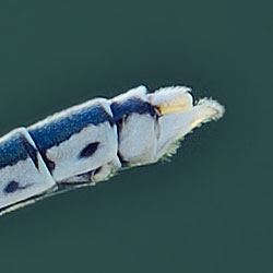 111634_0021_Platycnemis_Pennipes.jpg