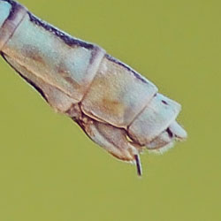 111634_0027_Platycnemis_Pennipes.jpg