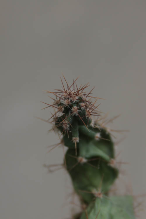 135mmF56.jpg