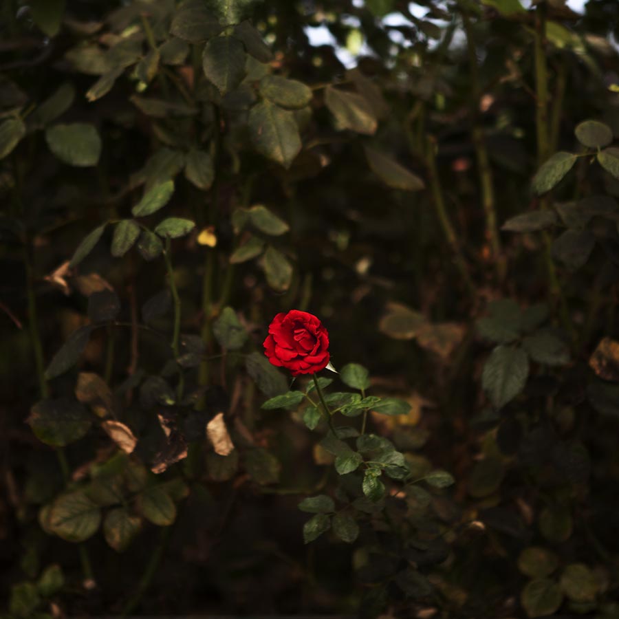 13_23_madre_natura-copia.jpg
