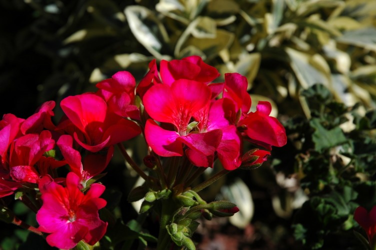 15DSC_0001 (752 x 500).jpg