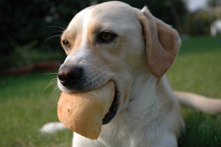 17DSC_0007 (752 x 500).jpg