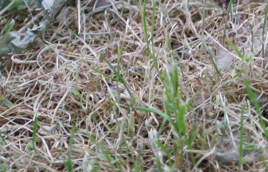 18 3.5 1su15 crop.jpg