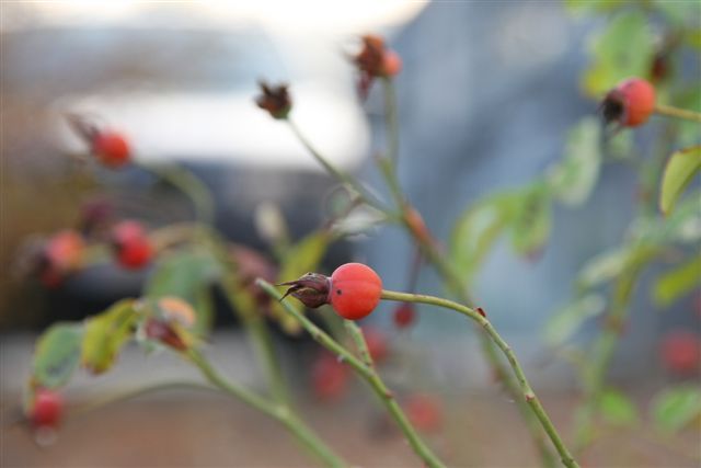 1DP_1396.JPG