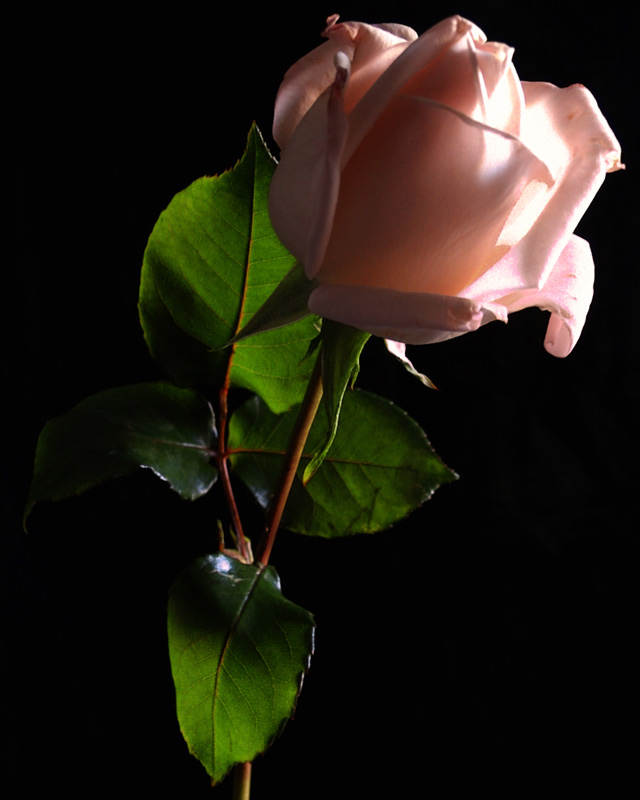 2005_1110flowers20007r.jpg